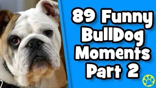 The Funniest English Bulldog Videos Of 2019 Weekly Compilation | DoggOwner