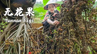 Yunnan Figs - The Sweet Fruit Spanning the Entire Spring and Summer