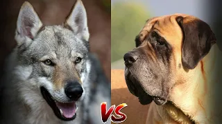 Волк против Английского мастифа - КТО ПОБЕДИТ? Волк или Собака?