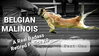 BELGIAN MALINOIS PROTECTION DOG