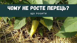 Чому не росте перець? Що робити