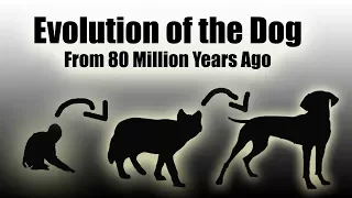 TIMELAPSE: Evolution Of The Dog (EVERY YEAR) - 80 Million Years In a Video (HD)