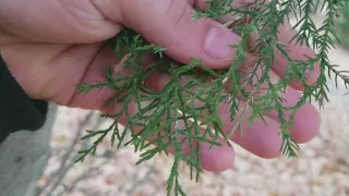 How to Identify Eastern Red Cedar