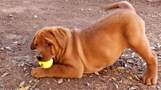 Fox Red Labradors Play Outside for the First Time!