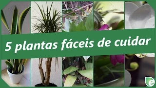 5 plantas fáceis de cuidar