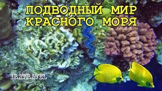 🇪🇬  ПОДВОДНАЯ СЪЁМКА КРАСНОЕ МОРЕ ПОДВОДНЫЙ МИР  🐠 | ЕГИПЕТ, ШАРМ ЭЛЬ ШЕЙХ DREAMS BEACH RESORT ⛱️