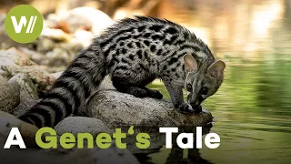Genet cub discovers her surroundings for the first time on a dangerous adventure! | A Genet's Tale