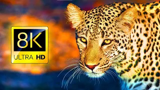 AFRICAN ANIMALS 8K • Relaxing Music & Nature WildLife Soundscape in 8K ULTRA HD / 8K TV