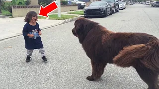 Boy Yells At Dog – Watch What the Dog Does Next!