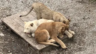 Тигр в юном прайде львов