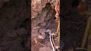 INSIDE  A PRAIRIE RATTLESNAKE DEN