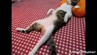 Funny Cats Compilation 2014