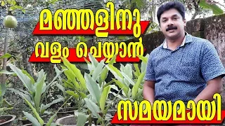 Turmeric farming Malayalam - മഞ്ഞളിന് വളം ചെയ്യാൻ സമയമായി