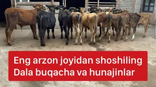 Dala buqacha va hunajinlari arzon narxlarda ulgurib qoling.