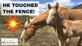 Introducing Foal To Electric Fence + Name Reveal // Versatile Horsemanship