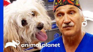 Poor Dog Is Paralyzed From Neck Bite | Dr. Jeff: Rocky Mountain Vet