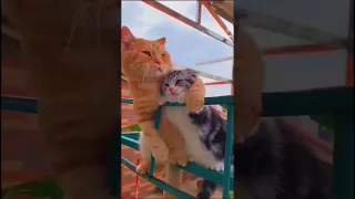 Cute cats 🥰 | cute & funny cat videos #185 | #viral #shorts