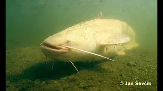 SUMY ALBINOSY WPUSZCZAM, Zdechłe RYBY, SZPRZĄTANIE STAWU, CZAS NA OPERACJE NUTRIA-DIALY VLOG4.05.23