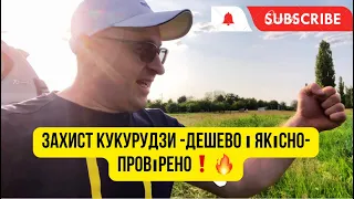 Гербіцид бомба❗️А пшениця як у дурня зі ступою😱що  ж робити❓