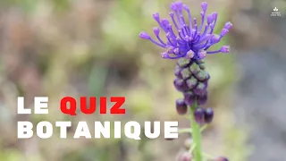 QUIZ BOTANIQUE N°1 : Arriverez-vous à reconnaître les plantes sauvages à l'écran ?