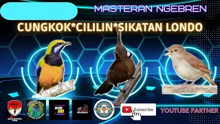 Masteran Burung Ngebren 3 in 1 Cungkok, Cililin, Sikatan Londo Gacor Super Jernih