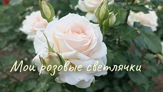 Розы 🌹цвета сливок и молока! Моя ❤️ сияющая любовь!❤️💛💙❤️