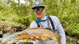 Fly Fishing for Brown Trout on an Australian Creek!