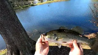 Bass fishing with candy gummy worms