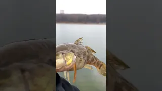 РОТАН опасная рыба
