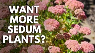 Plant Propagators: Create New Sedum Plants for Free | Stem Sedum Cuttings  ✂️😊