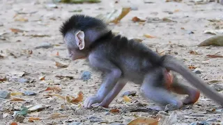 Good Lesson Try Stat To Walking of This Newborn Monkey Almost one Week Old Here