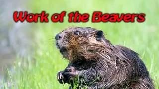 Work of the Beavers