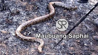 SR : Saphu kua atangin Saphai kan lai chhuak | Maubuang Saphai