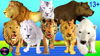 Big Cat Week - Lion and Tiger Comparison, White Lion, White Tiger, Grizzly Bear, Polar Bear 13+