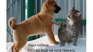 Смешные картинки про кошек и котят Выпуск №60  FUNNY CATS СМЕШНЫЕ КОШКИ