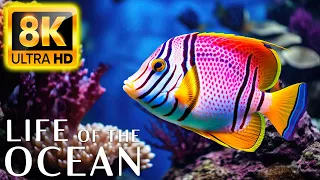 Life of the Ocean 8K ULTRA HD - 500 species of sea creatures with relaxing music and ocean sounds #1
