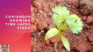 Coriander Growing Time Lapse Video