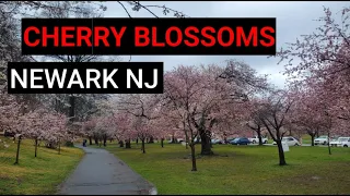 Exploring New Jersey - Cherry Blossoms at Branch Brook Park | Newark, NJ