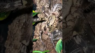 Poecilotheria ornata with sling pot. Please see pinned comment.