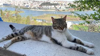 Cat lovers feed cats, and the cats lie down happily and enjoy the scenery after eating.