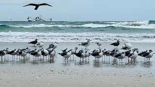 The Seabirds Of Ponce Inlet, Florida