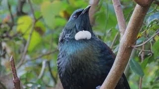 Tui song .