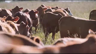 Adaptive Grazing 101: If, When, and How to Deal With Endophyte-Infected Fescue