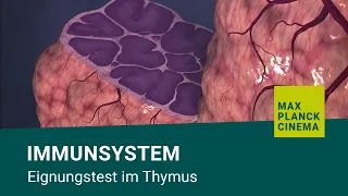 Immunsystem - Eignungstest im Thymus