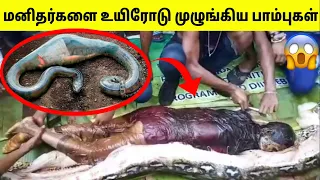 பாம்புக்கு இரையான மனிதர்கள் | Humans Found Inside Snake In Tamil | TAMIL AMAZING FACTS | Snake Video