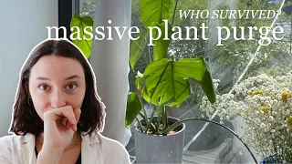 i had to purge over 60 houseplants ... these are the 8 favorites i kept!