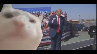 Cat Vibing to Trump Dancing