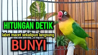 LOVEBIRD GACOR NGEKEK PANJANG, PANCINGAN LOVEBIRD AMPUH HITUNGAN DETIK LABET MACET JADI RAJIN BUNYI