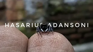 Jumping Spider behavior 🕷️