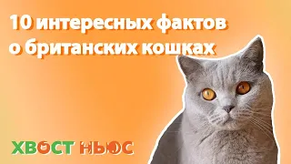 10 интересных фактов о британских кошках